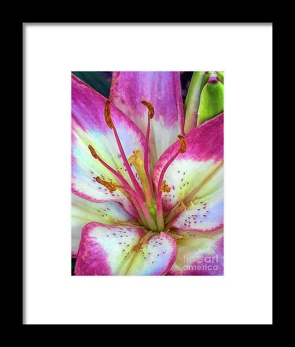 Pink Framed Print featuring the digital art Soft Pink Asiatic Lily by Amy Dundon