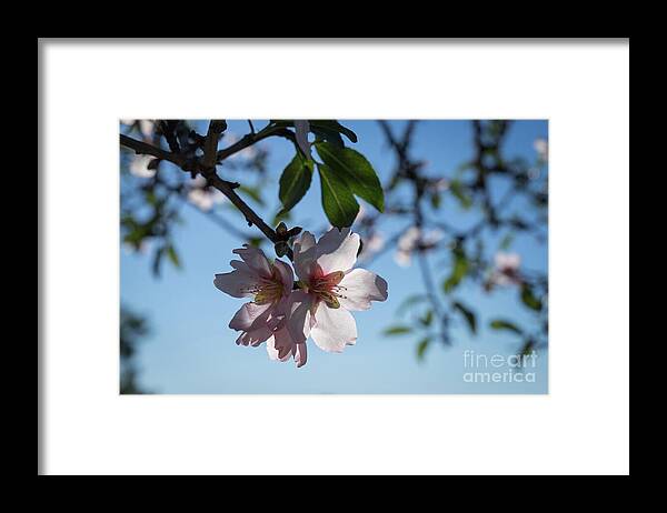 Almond Blossom Framed Print featuring the photograph Soft pink petals and almond blossom in Spain by Adriana Mueller