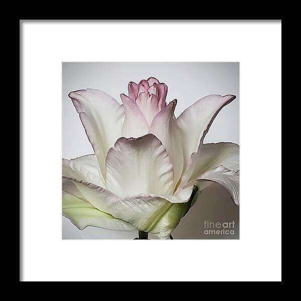 Art Framed Print featuring the photograph Rose Lily by Jeannie Rhode