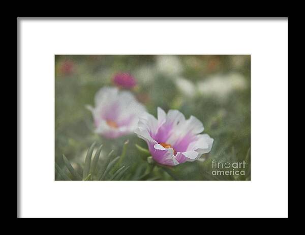 Purslane Framed Print featuring the photograph Soft Textured Purslane Flower by Amy Dundon