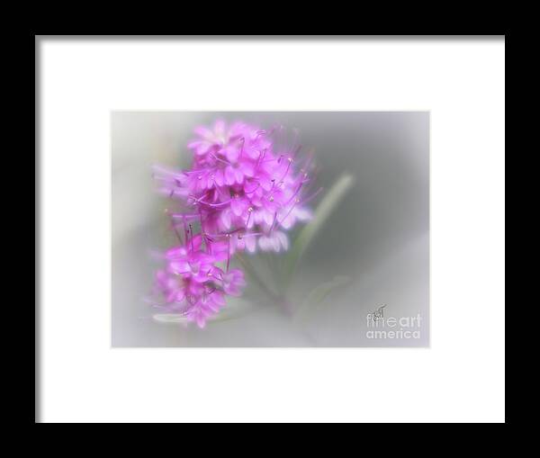 Flowers Framed Print featuring the photograph Softly Hebe by Elaine Teague
