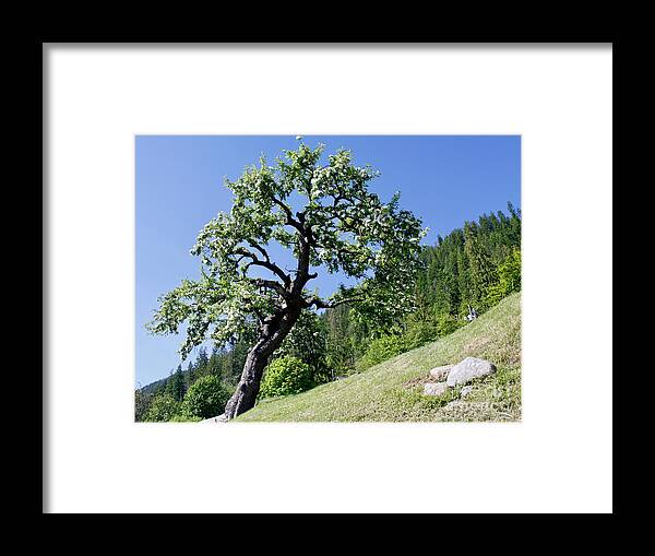 Canada Framed Print featuring the photograph Solid As A Tree by Wilko van de Kamp Fine Photo Art