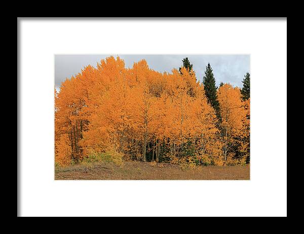 Foliage Framed Print featuring the photograph Solid Gold by Steve Templeton