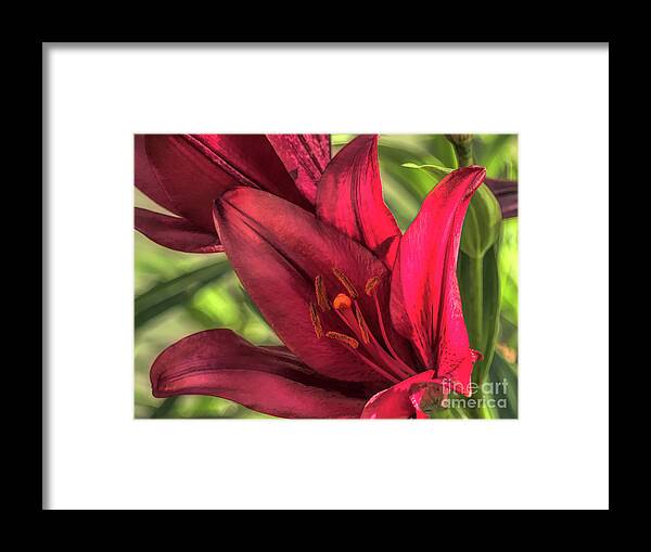 Lily Framed Print featuring the digital art Solitary Asiatic Lily by Amy Dundon