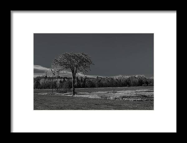 Black And White Framed Print featuring the photograph Solitary Fall Tree BW by Dale Kauzlaric