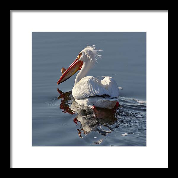 Pelican Framed Print featuring the photograph Solitary Pelican swimming in ND coulee by Peter Herman