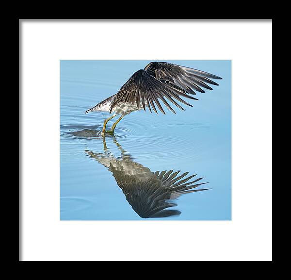 Chevalier Solitaire Framed Print featuring the photograph Solitary sandpiper by Carl Marceau