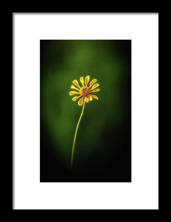 Business Decor Framed Print featuring the photograph Solo by Rick Furmanek