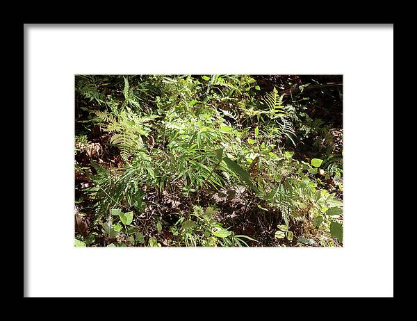 Mount Yonah Framed Print featuring the photograph Some Green Mount Yonah Foliage by Ed Williams