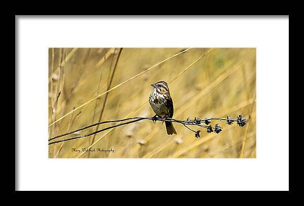 Birds Framed Print featuring the photograph Song Sparrow by Mary Walchuck