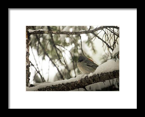 Wildlife Framed Print featuring the photograph Songbird in Winter by Laura Putman