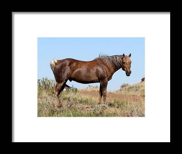 Horse Framed Print featuring the photograph Sooty Palomino by Katie Keenan