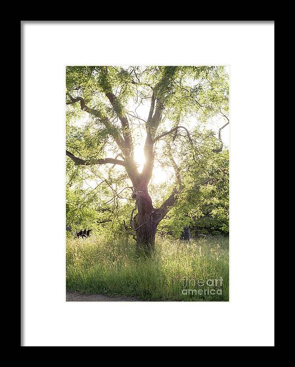 Sophora Framed Print featuring the photograph Sophora Japonica, Great Dixter by Perry Rodriguez