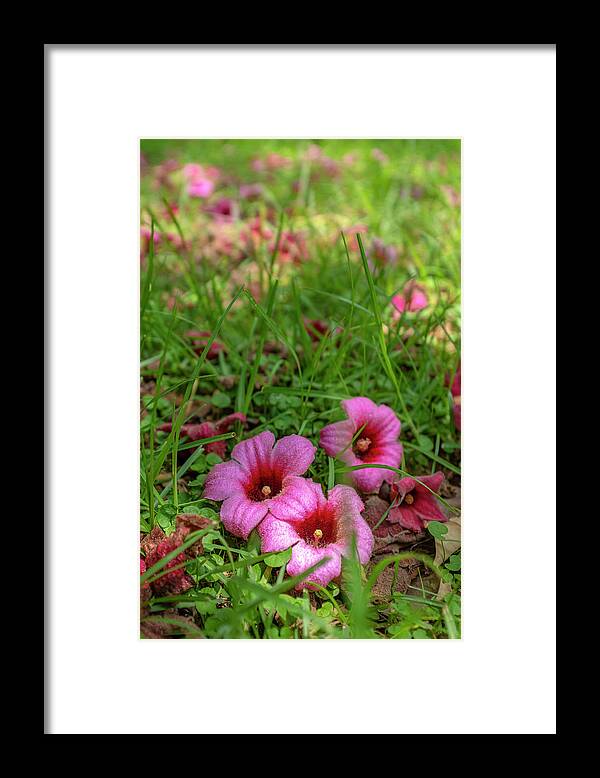 Fuchsia Framed Print featuring the photograph Soul Flowers by Dubi Roman