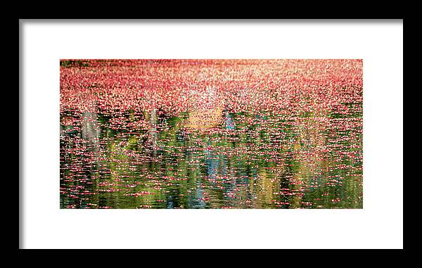 Cranberries Framed Print featuring the photograph South Jersey Cranberry Bogs by GeeLeesa