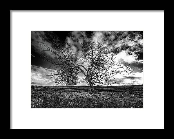 Tree Framed Print featuring the photograph South Monochrome by Darcy Dietrich