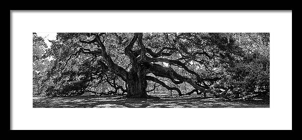 Angel Oak Framed Print featuring the photograph Southern Angel Oak Tree by Louis Dallara