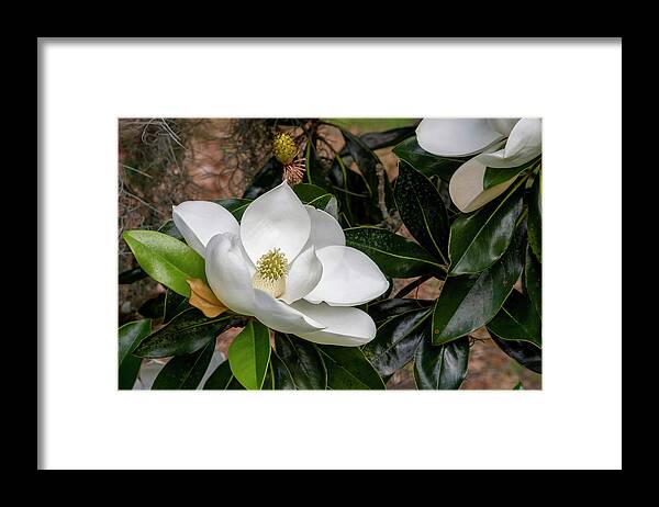 Southern Magnolia Framed Print featuring the photograph Southern Magnolia Flower by Bradford Martin