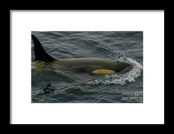 Antarctica Framed Print featuring the photograph Southern Orca by Brian Kamprath