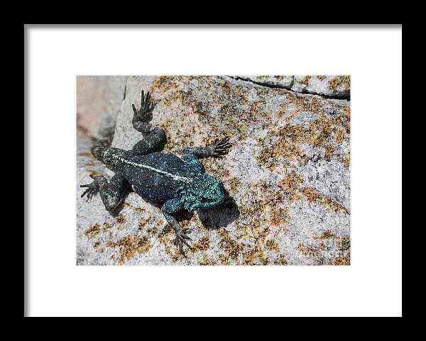 Southern Rock Agama Framed Print featuring the photograph Southern Rock Agama by Eva Lechner
