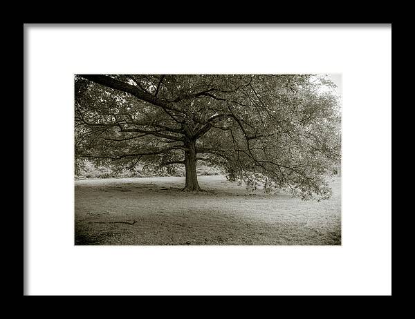 Tree Framed Print featuring the photograph Southern Tree Inspired by Sally Mann by Liz Albro