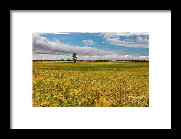 Soybean Framed Print featuring the photograph Soybean Field by Jim West