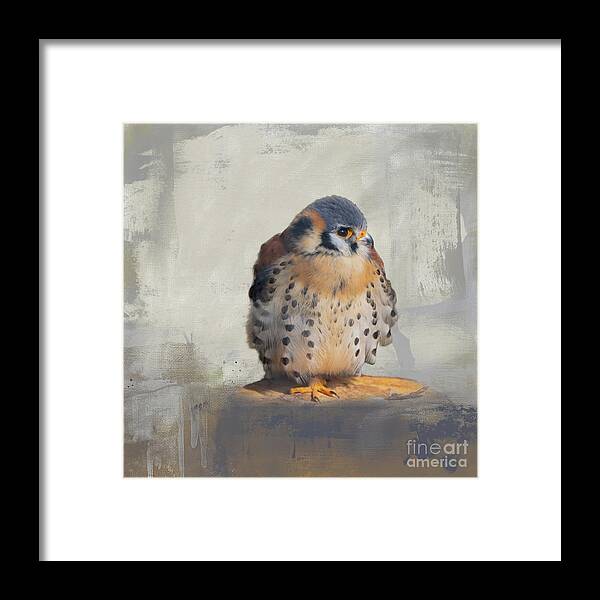 American Kestrel Framed Print featuring the photograph Sparrow Hawk by Eva Lechner