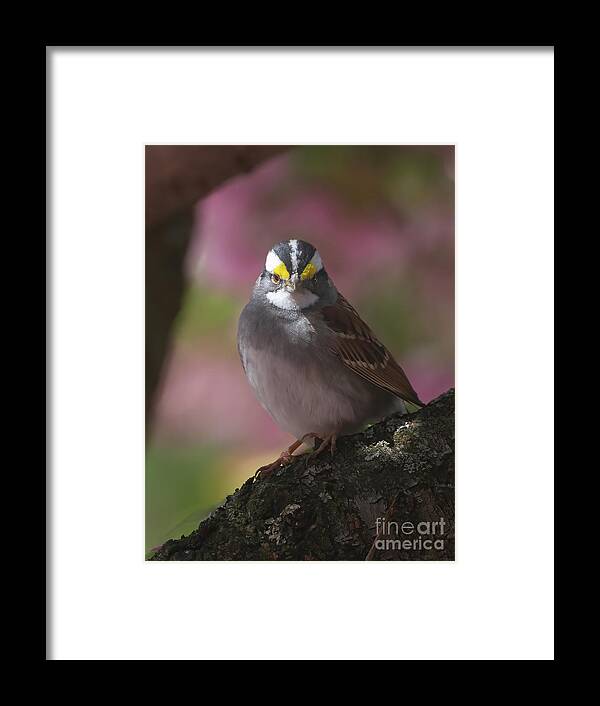 Sparrows Framed Print featuring the photograph Sparrow in Spring by Chris Scroggins