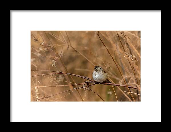  Framed Print featuring the photograph Sparrow in Winter by Timothy Harris