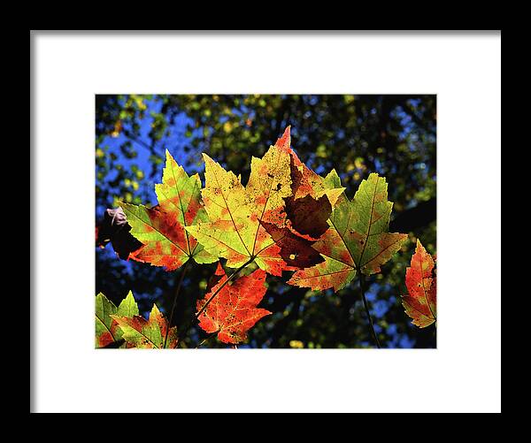 Fall Framed Print featuring the photograph Speckled Maple by Steven Nelson