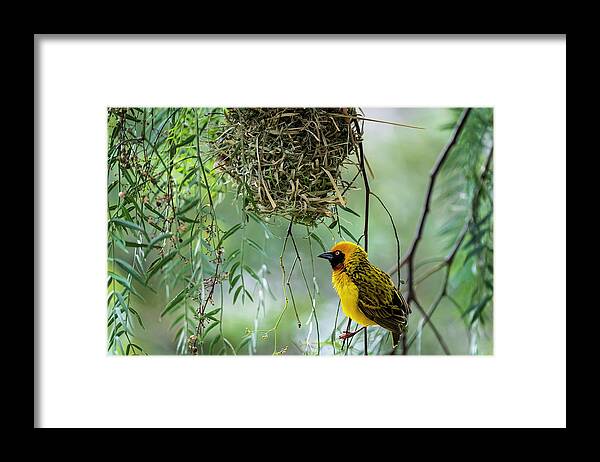 Africa Framed Print featuring the photograph Spectacled weaver perched by Michael Hodgson