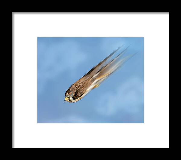 Falcon Framed Print featuring the photograph Speed of the Falcon by Judi Dressler