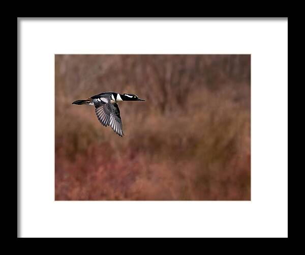Bird Framed Print featuring the photograph Speedy by Art Cole