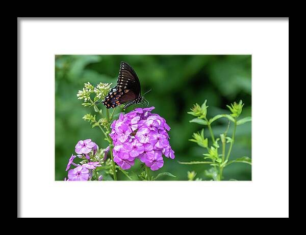 Lenoir Preserve Framed Print featuring the photograph Spicebush Swallowtail by Kevin Suttlehan