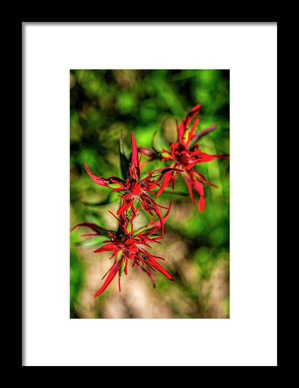 Red Framed Print featuring the photograph Spider Red Flower by Pamela Dunn-Parrish