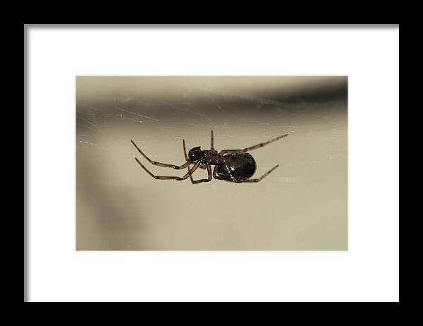 Spider Framed Print featuring the painting Spider under the web by Sv Bell