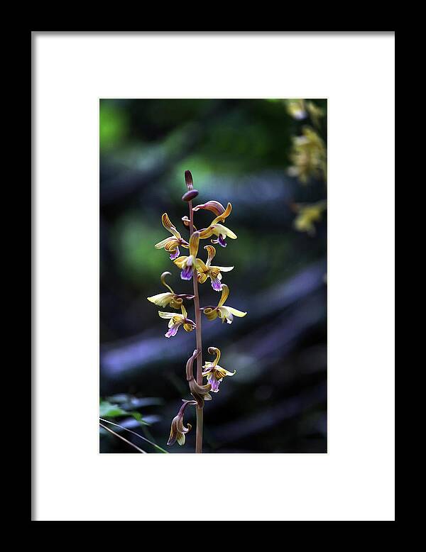  Framed Print featuring the photograph Spiked Crested Coralroot by William Rainey