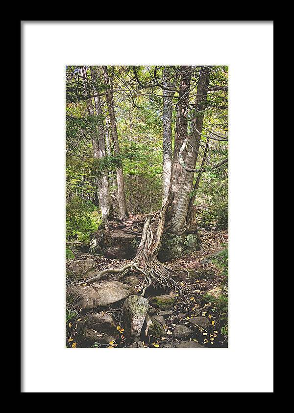 Roots Framed Print featuring the photograph Spilled Over by Jill Laudenslager