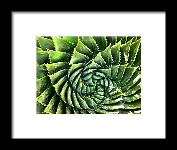  Framed Print featuring the photograph Spiral by Julie Gebhardt