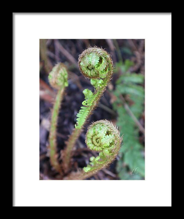 Fern Framed Print featuring the photograph Spiral Sister Ferns by D Lee
