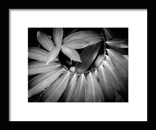 Black & White Framed Print featuring the photograph Spiraling Alignment by Vicky Edgerly