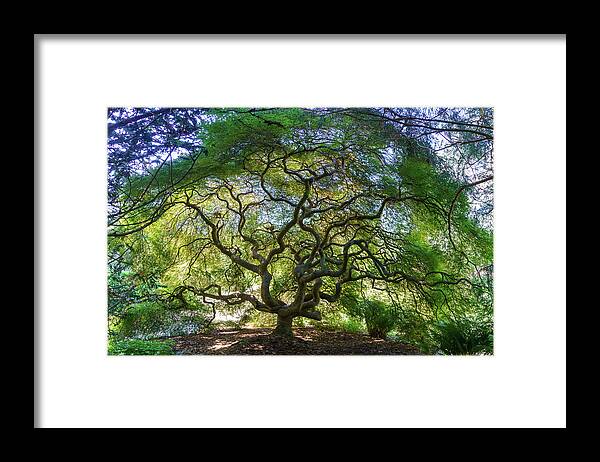 Kubota Gardens Framed Print featuring the photograph Spirit Tree I by Larey McDaniel