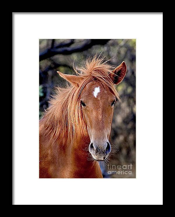 Salt River Wild Horses Framed Print featuring the digital art Spirited by Tammy Keyes