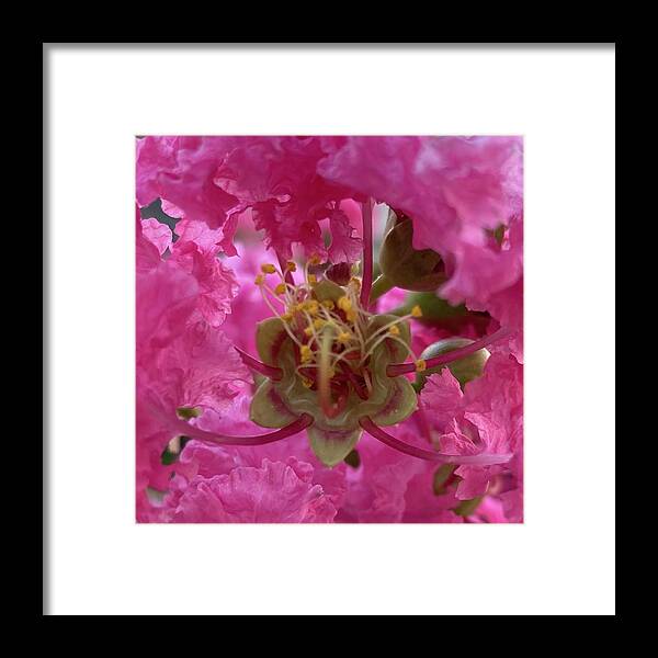 Flower Framed Print featuring the photograph Spirituality by Shannon Grissom