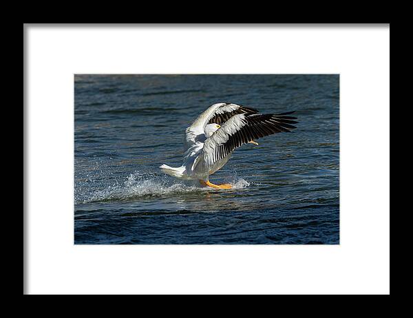 American White Pelican Framed Print featuring the photograph Splash Down 2016 by Thomas Young