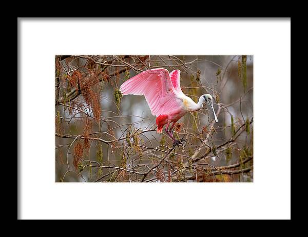  Framed Print featuring the photograph Spoonbill Nesting by Norman Peay
