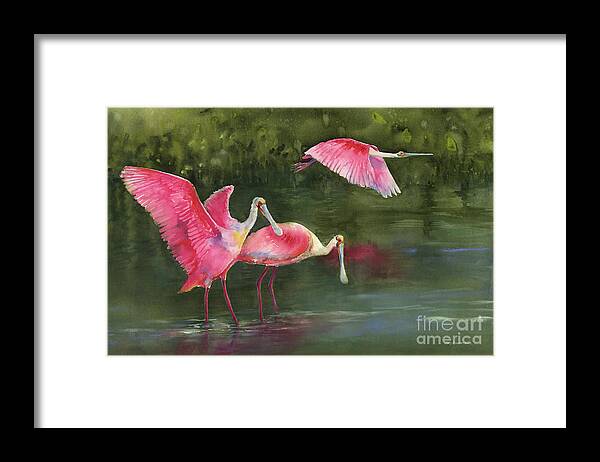 Watercolor Spoonbills Framed Print featuring the painting Spoonbills by Amy Kirkpatrick