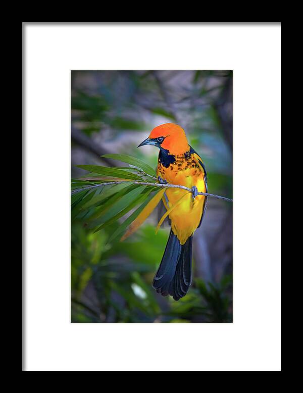 Spot Breasted Oriole Framed Print featuring the photograph Spot Breasted Oriole Perch by Mark Andrew Thomas