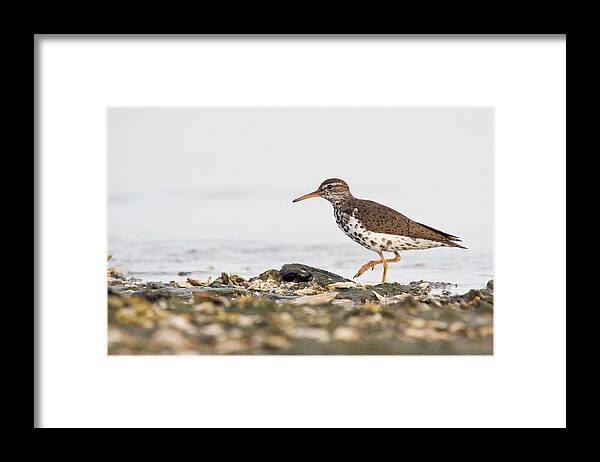 Sandpiper Framed Print featuring the photograph Spotted Sandpiper at Atlantic Beach by Bob Decker