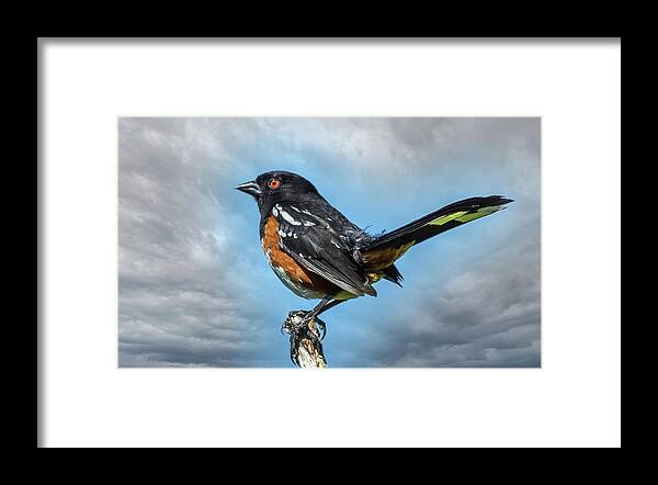 Towhee Framed Print featuring the photograph Spotted Towhee by Jerry Cahill